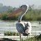 A Serious Pelican