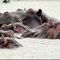 Rencontre #6 Hippo Lac Naivasha