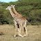 Afrika - Kenia - Naivasha