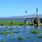 Birds of Lake Naivasha