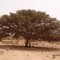 Acacia radiana (Wadi Zourzour)
