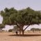 Cocculus pendulus climber - exceptional specimen on Acacia radiana