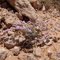 Limonium pruinosum at Wadi Zoorzour (As-Seddadah)