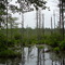 swamp