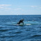 Whale watch off Plymouth MA
