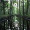 Shaker Village Woods