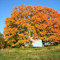 Twin Maples