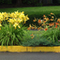 Marblehead Flowers in the Median