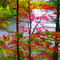 Fall in Walden Pond, MA