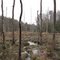 Grays Creek Swamp