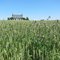 High Grain - Worton (Betterton)  MD