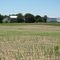 Old Farm - Young Corn