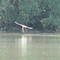 Osprey Fishing, Triadelphia Reservoir full after heavy May rains June '08