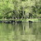Cattail Creek, North Triadelphia Reservoir June '08