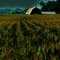 Out past the cornfields where the woods got heavy