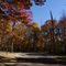 Greenbelt Park forest in fall