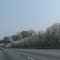 "Bradford" Pear Takeover