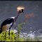Grey Crowned Crane (Balearica regulorum)