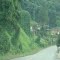 kudzu city