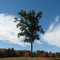 Lone tree on a clearing at the end of a historic road off Crossover Trail