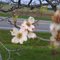 Dogwood Flowers