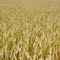 wheat by Wilbur Wright Birthplace