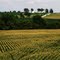 Cornfields