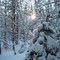 Tanglewood in Winter