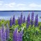 Lupin at Bayside, Northport, Maine 2006