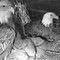 Decorah Eagles screen shot taken 11.43am in Melbourne,  Australia of female and male on nest 8.43pm Iowa 3rd May, 2011. Camera courtesy of Raptor Resource Project and Ustream (infra red)