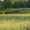 maxton plains deer