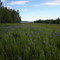 june at Maxton Plains