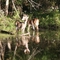 Bucks By The Pond