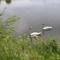 Swans June 23 2008