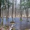 Vernal pool (mid-April) along the NCT Trail SW of Bob Lake