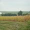 Oskaloosa Corn Field