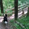 Okie discovers the suspension bridge at Zo-El Annett Woods.