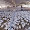 Poultry Farm