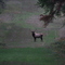 Elk