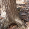Saw blade embedded in tree