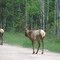 Elk on Tin Shanty Bridge Road