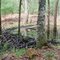Beaver Dam