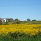 Sunflowers along Hwy 2 near Trinity Christian Church