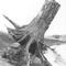 Saylorville Lake, IA Tree Stump