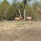 Elk