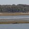 Migratory pelicans