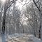 Road in Winter