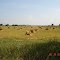 Amish Haystacks Fairbank, Iowa