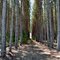 Dunbar Forest by Gregory Steele