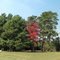 Oct 7 '11 Dunbar Park panorama